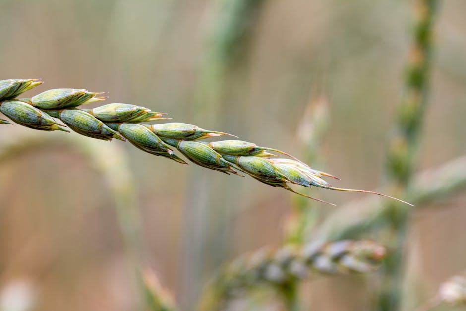 Avena e celiachia i celiaci possono mangiarla?